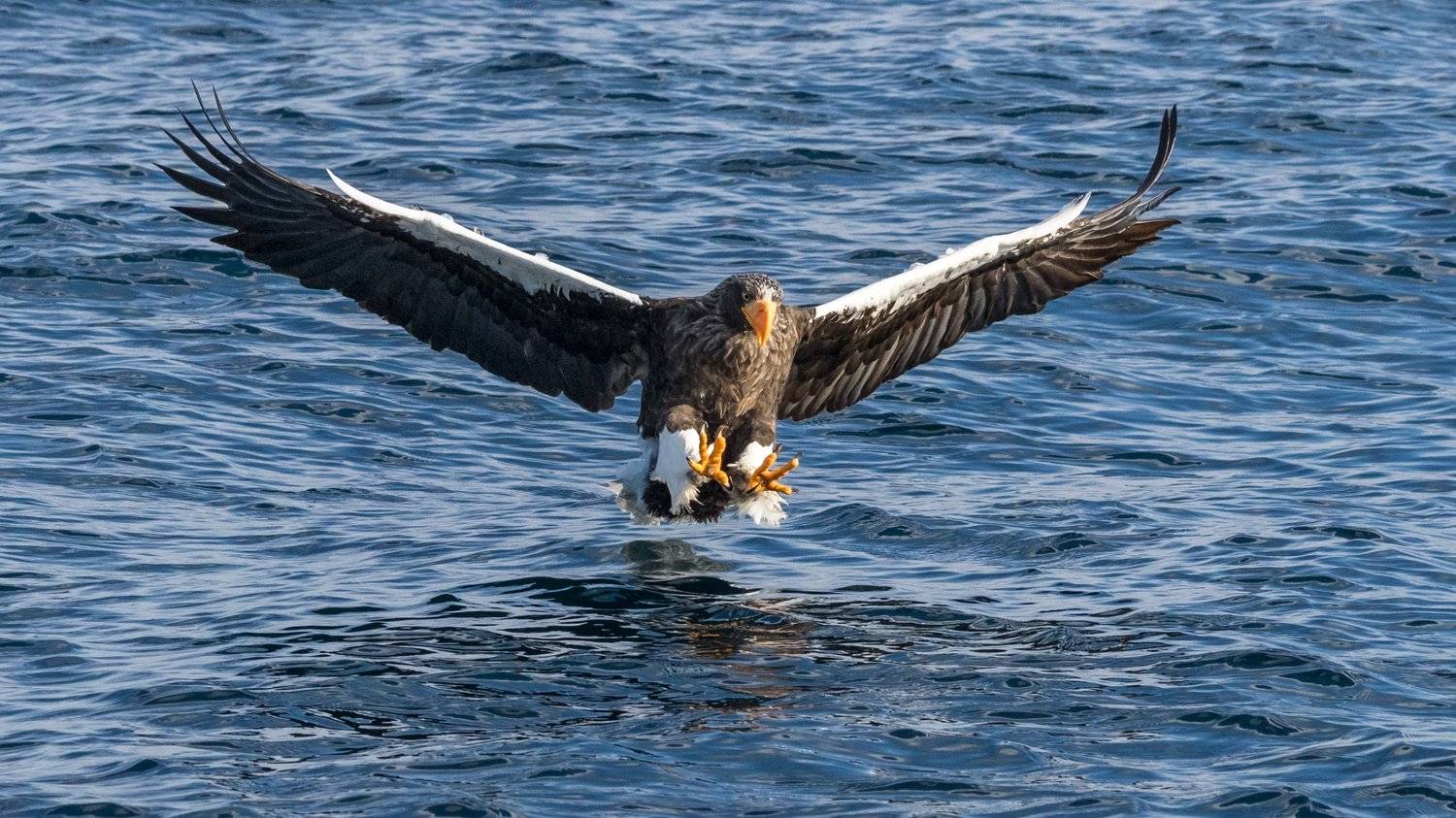 белокрылый, орел, Алексей Сулоев