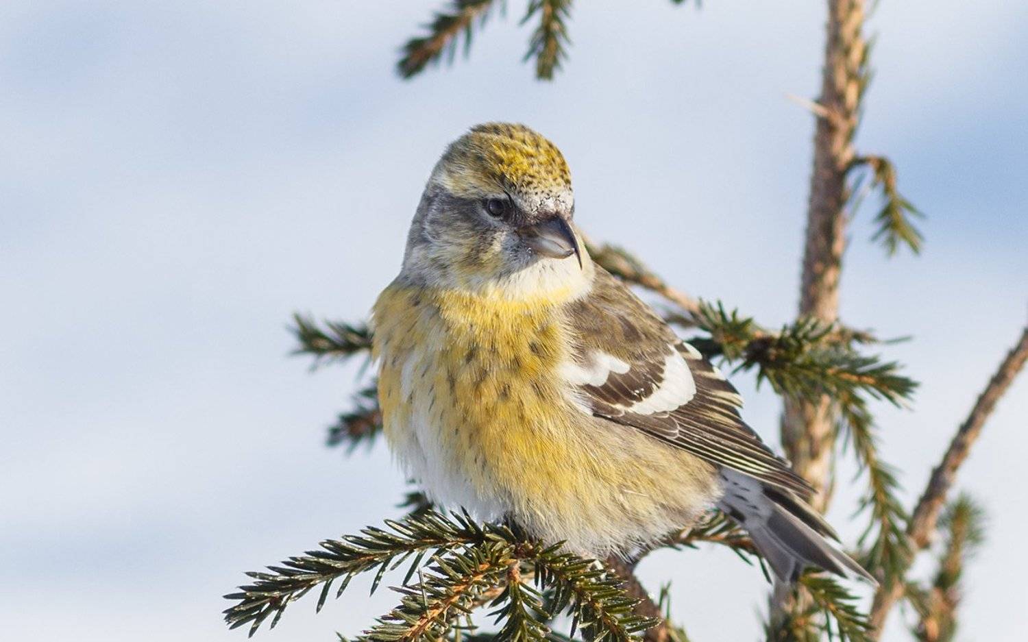 птицы,север,печора,коми,анималистика,клёст,клесты,природа,фауна,, Игорь Триер