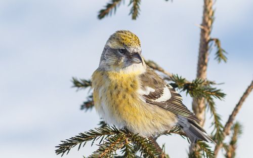 Белокрылая клестиха