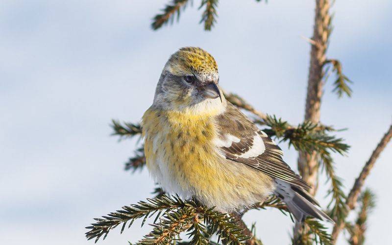 птицы,север,печора,коми,анималистика,клёст,клесты,природа,фауна, Белокрылая клестиха фото превью