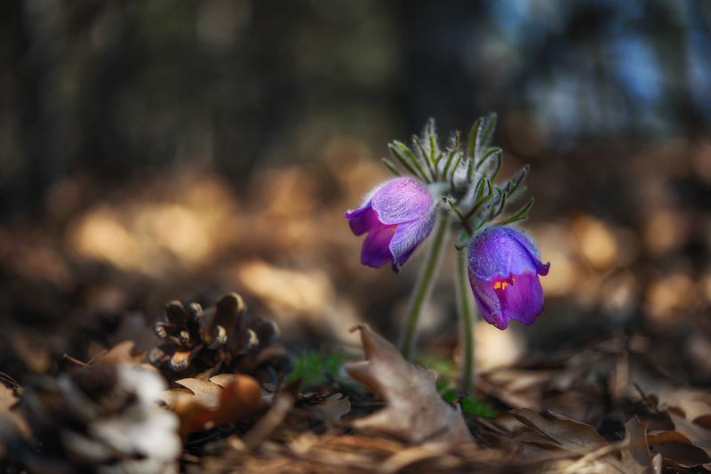 Весне дорогу фото превью