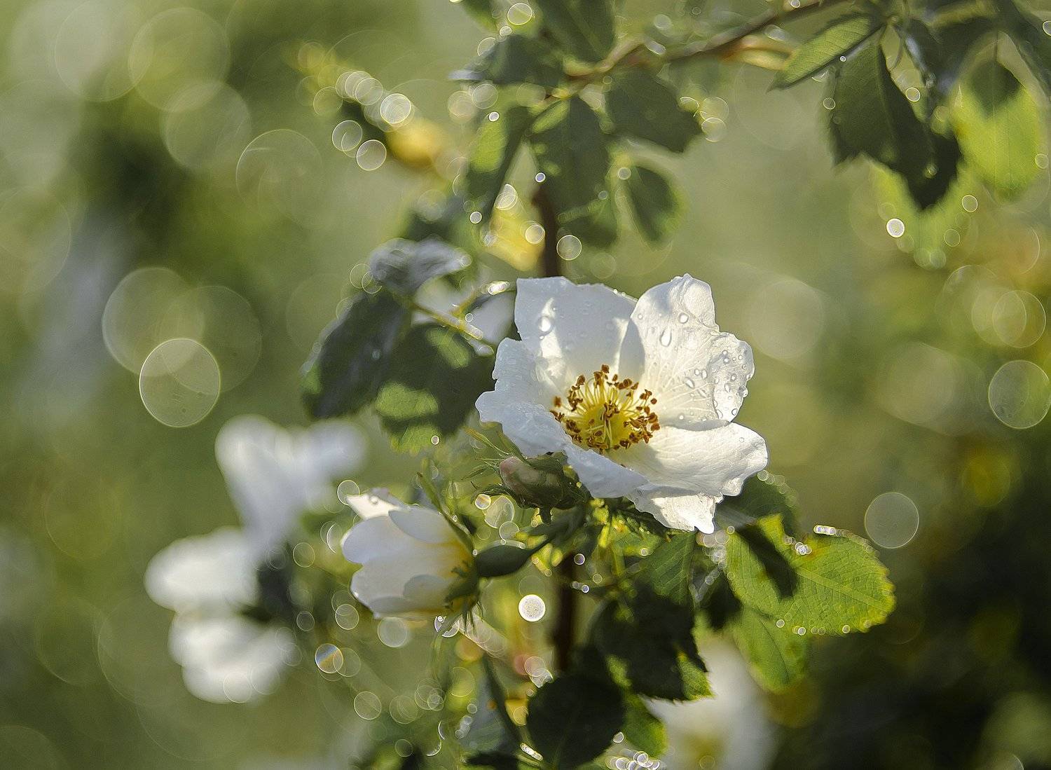 , Елена Вапняр
