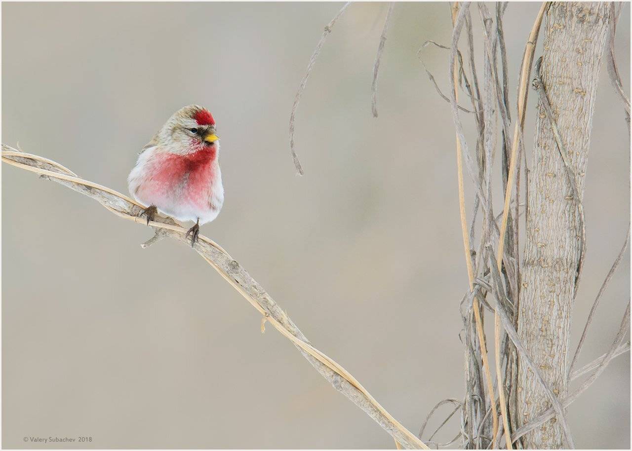 , Валерий Субачев