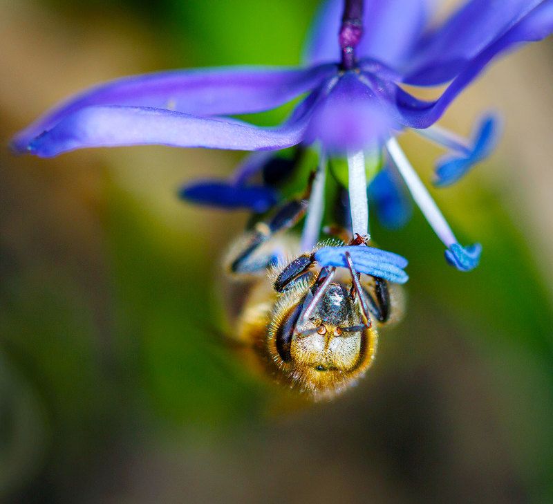Обед вниз головой фото превью