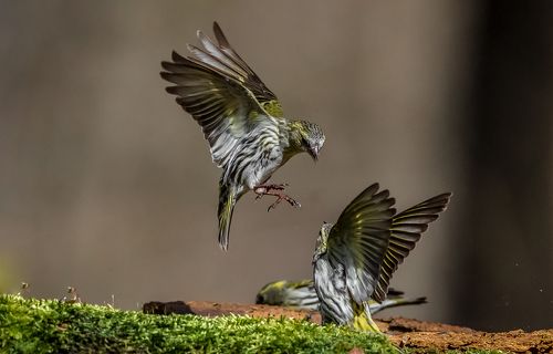 small fighters