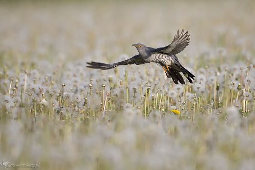 Cuckoo