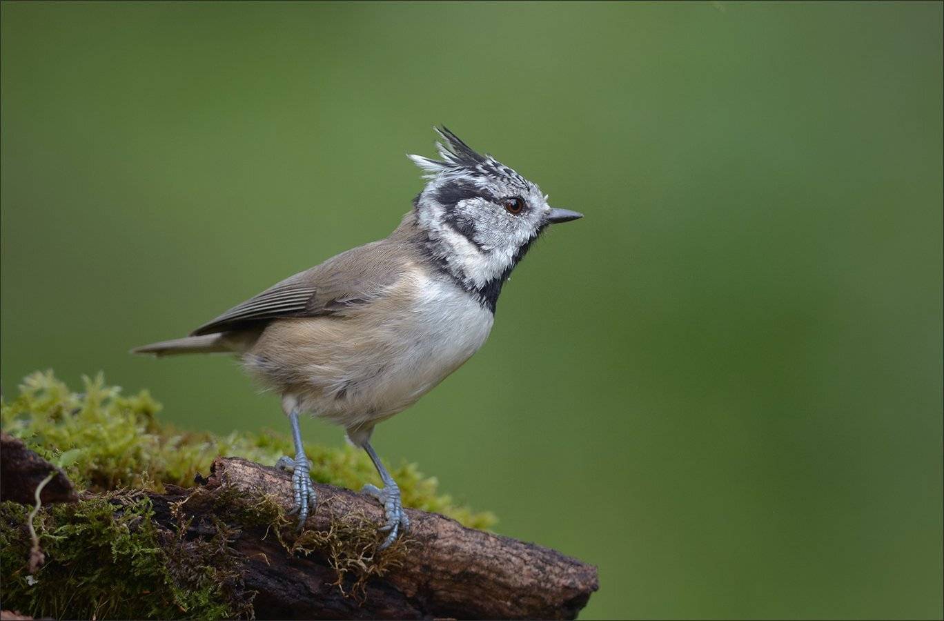 гренадёрка, Андрей Медведев