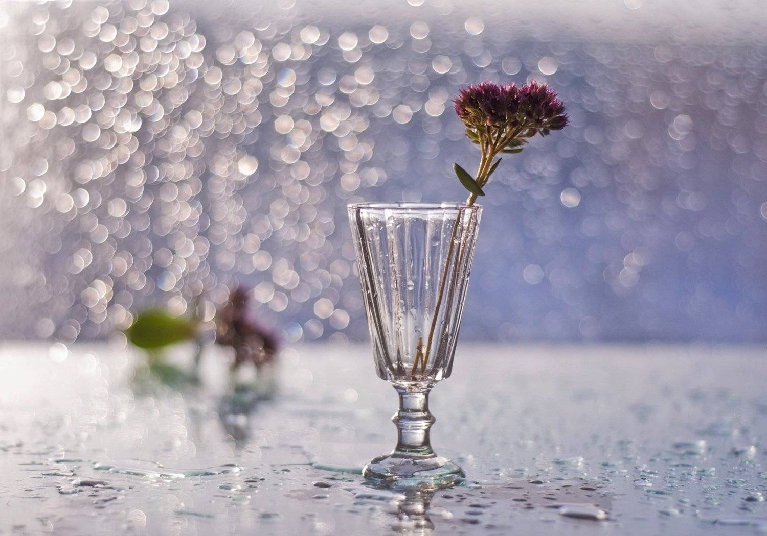 натюрморт,цветы,боке, Наталия