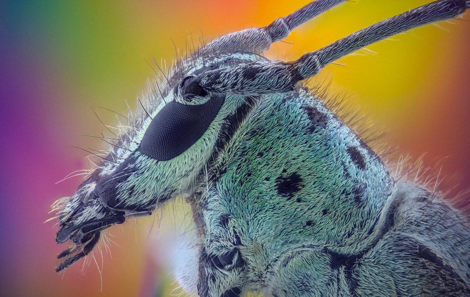 ceclii, macro, extrememacro, Tsvetan Ganev