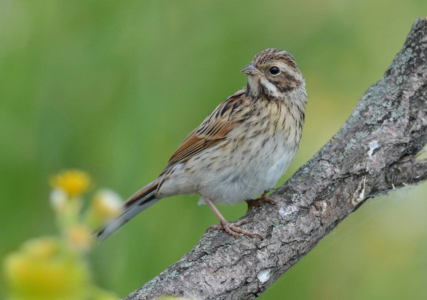 камышовая овсянка,самка,весна., Иван