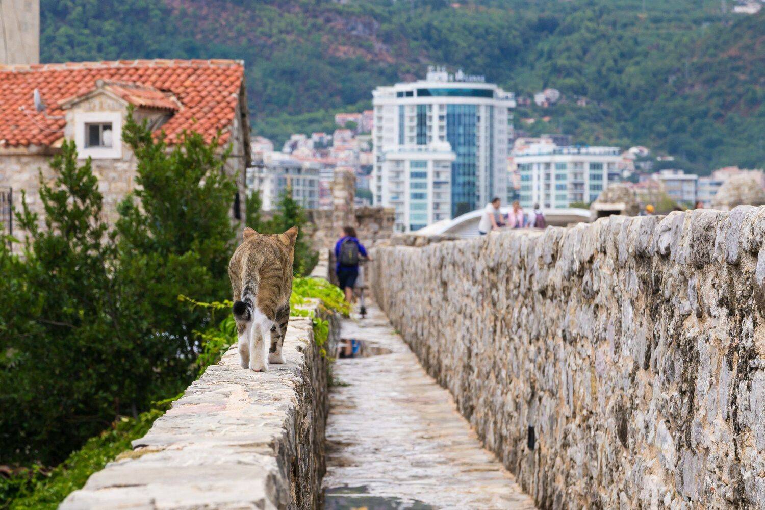 кот, коты, черногория, море, горы, путишествие, история, животные, montenegro, budva, cat, cats, animals, Мержанов Дима