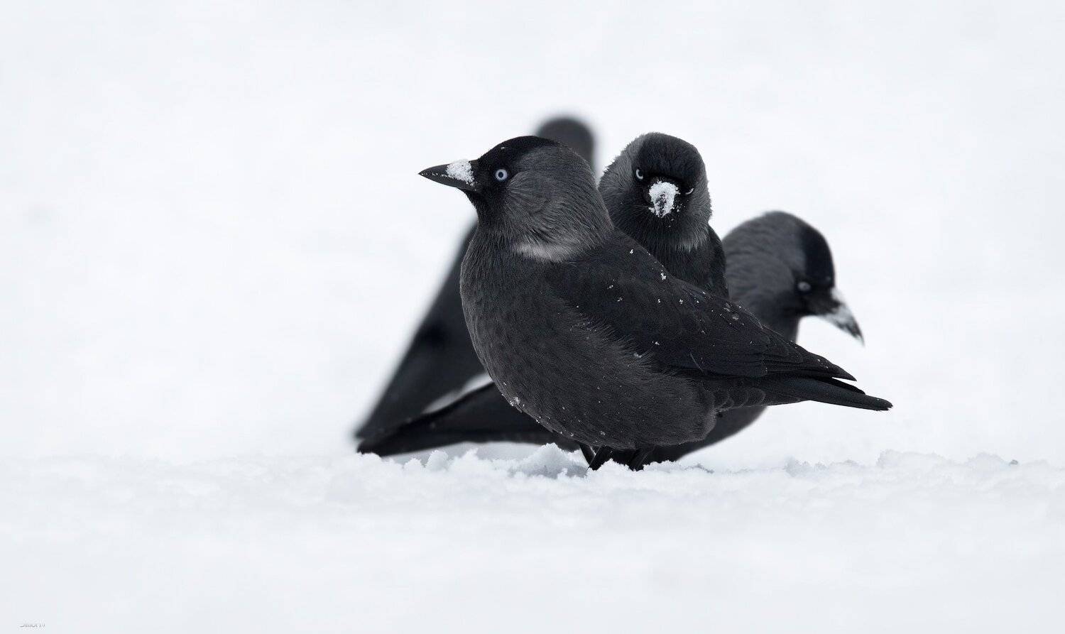 природа, лес, животные, птицы, Дмитрий Посевич