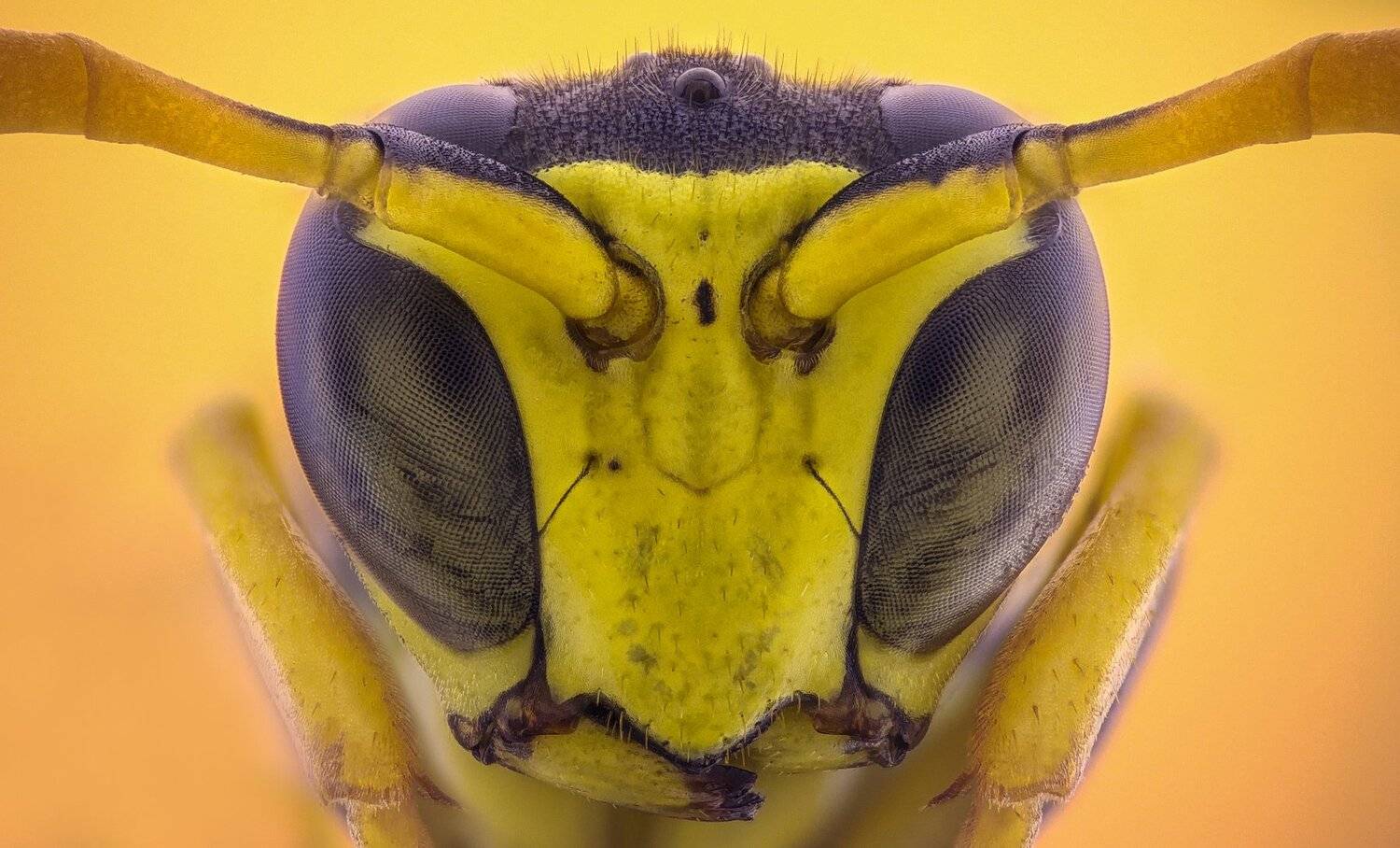 Автор: Tsvetan Ganev ceclii, macro, extrememacro, Tsvetan Ganev