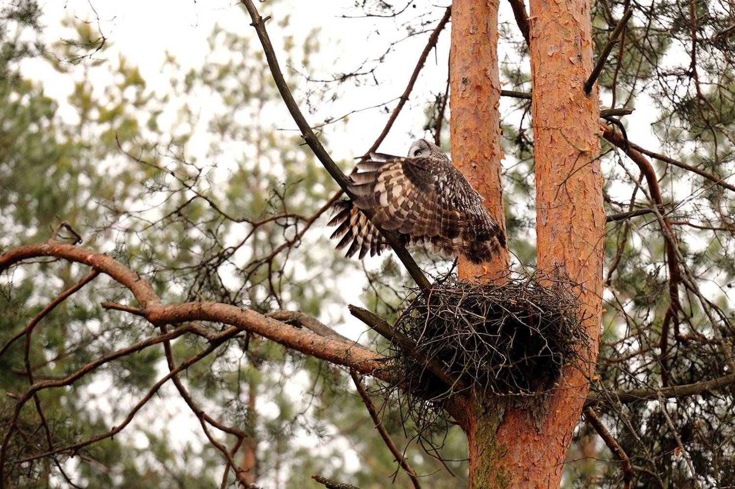 , Kantsyrenko Sergey