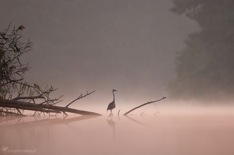 great egret, mist, sunrise, pond, nature, wildlife, morning Great Egret фото превью