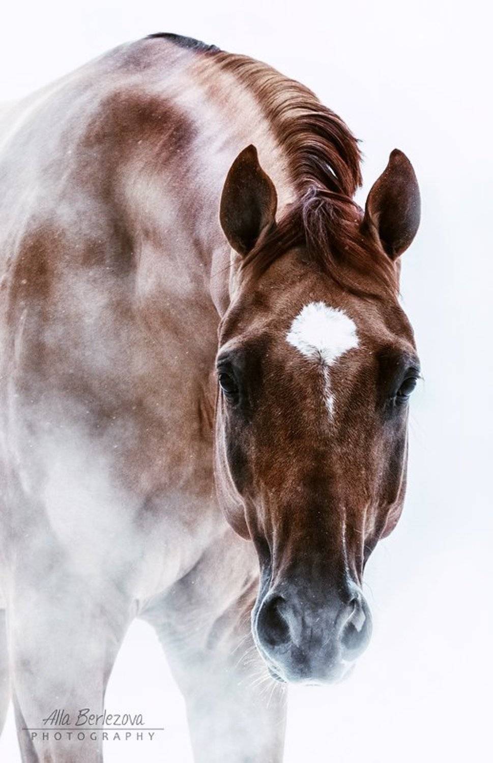 лошадь, портрет, horse, portrait, Alla