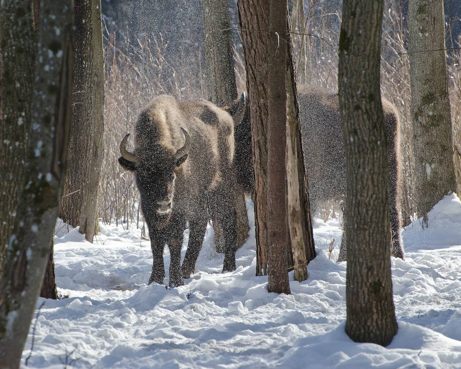 зима, зубры, животные, Михаил Агеев