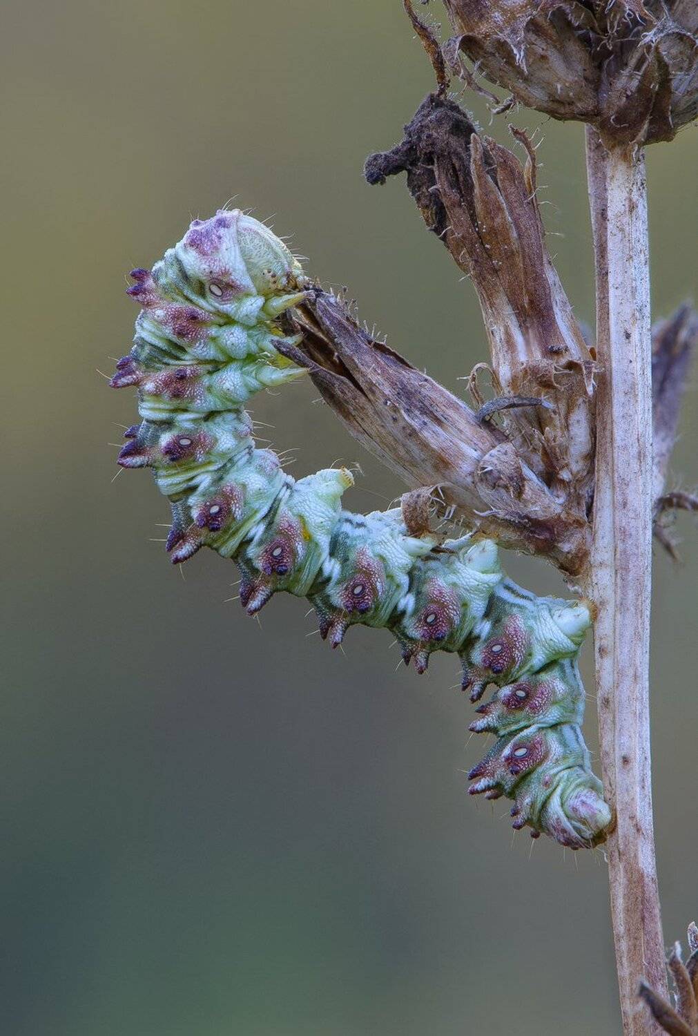 , Кузнецов Дмитрий