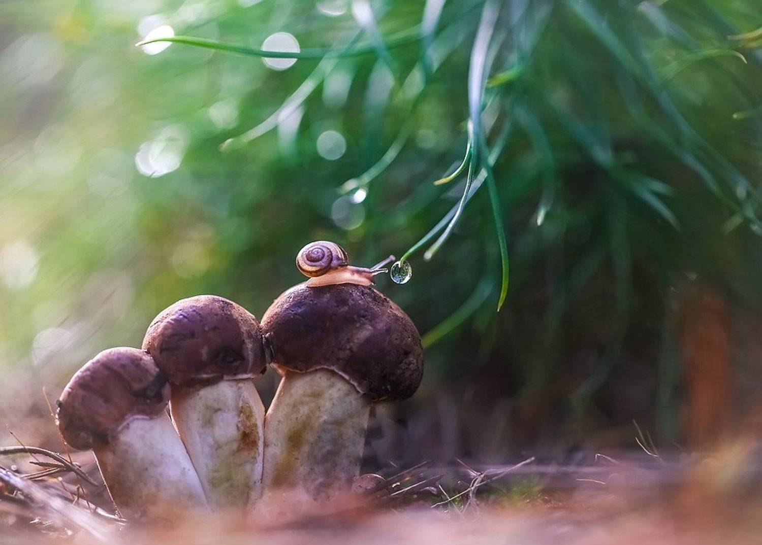 , Вячеслав Мищенко