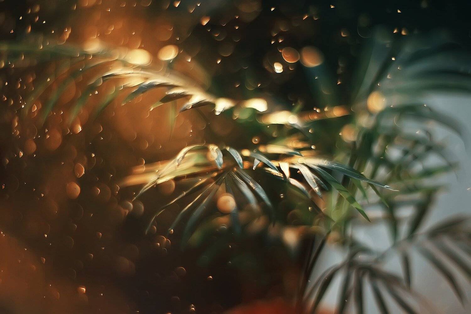 bokeh light green nature plants, Анастасия Колесникова