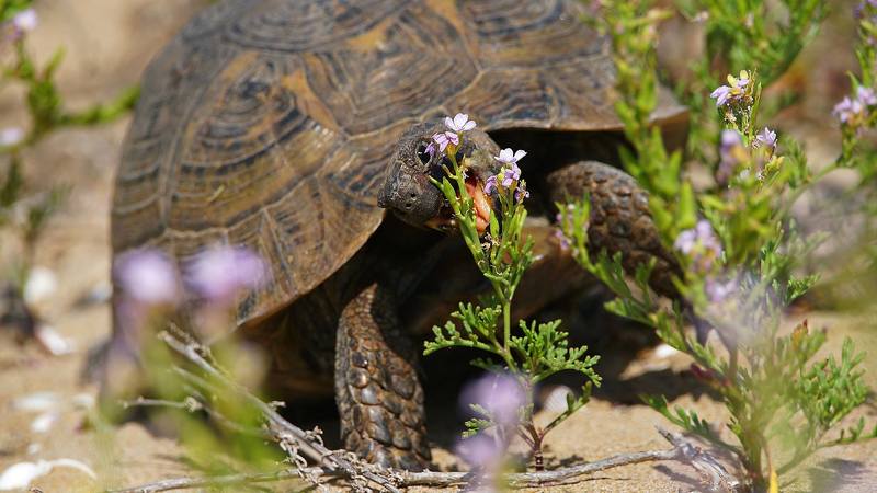 Черепаха.Цветок.Еда. Приятного аппетита фото превью