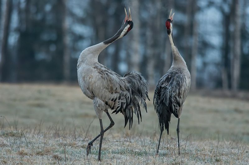 Wiosenny klangor. фото превью