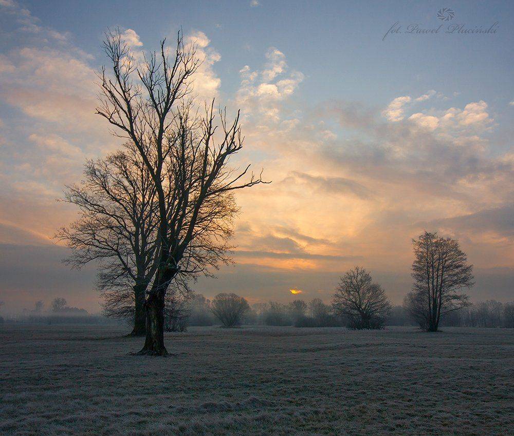 , Pawel Plucinski