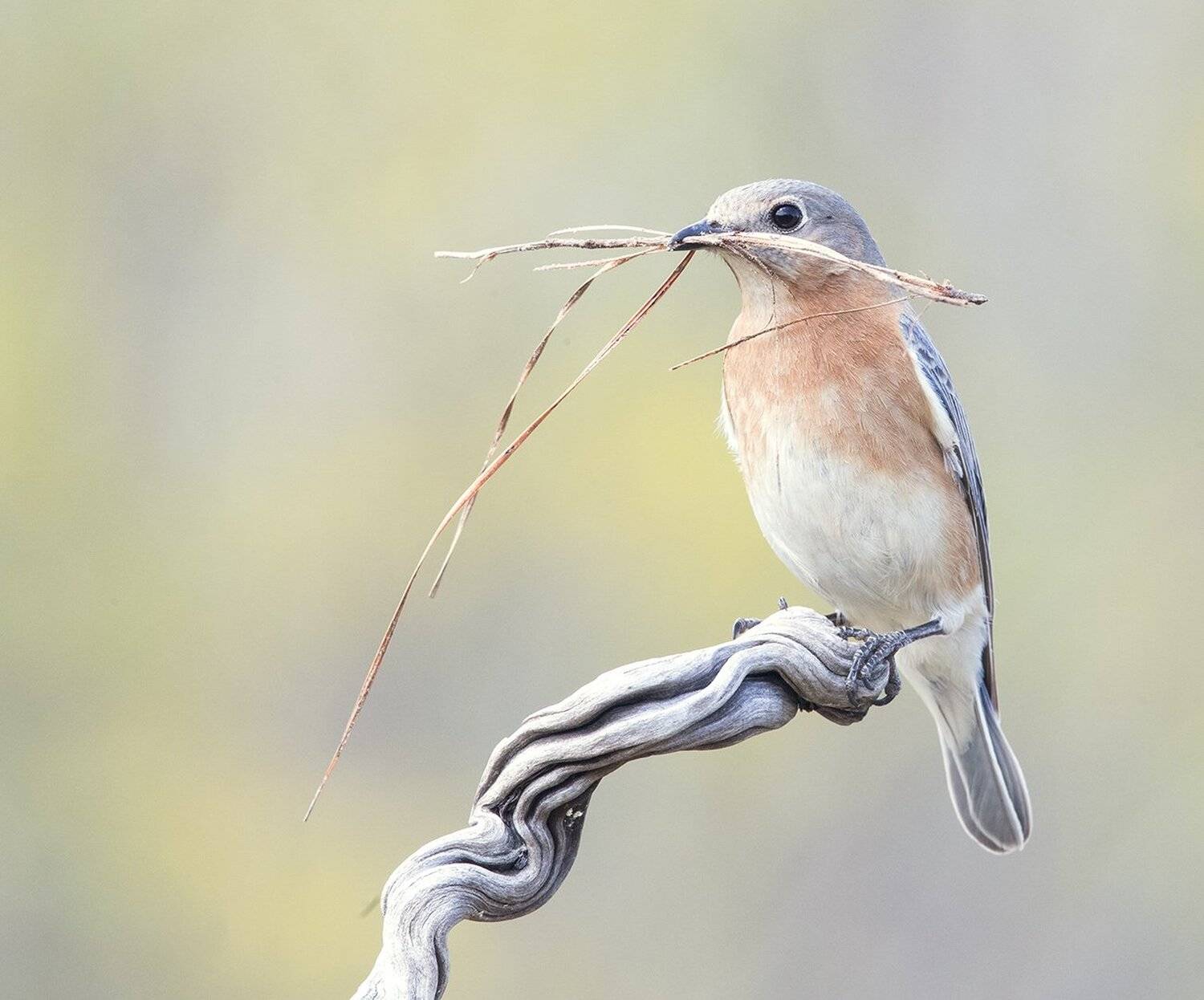 восточная сиалия, eastern bluebird, bluebird, Elizabeth Etkind