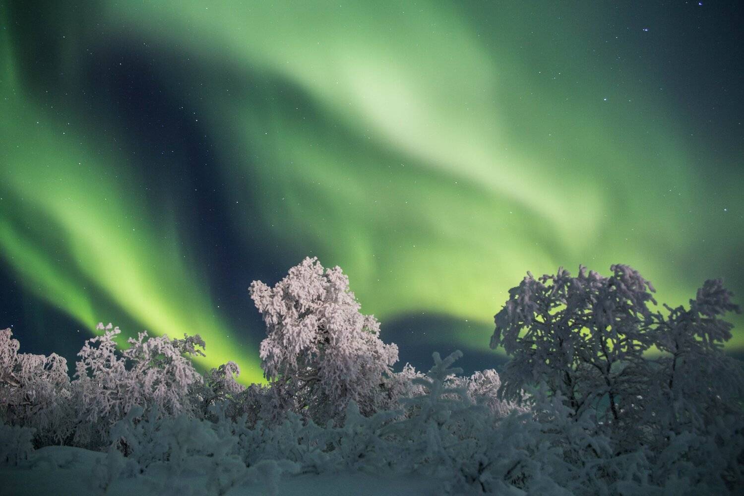 северное сияние, полярное сияние, мороз, деревья, снег, сугробы, север, пейзаж, природа, иней, ночь, кольский край, мурманская область, звёзды, Салтыкова Алёна