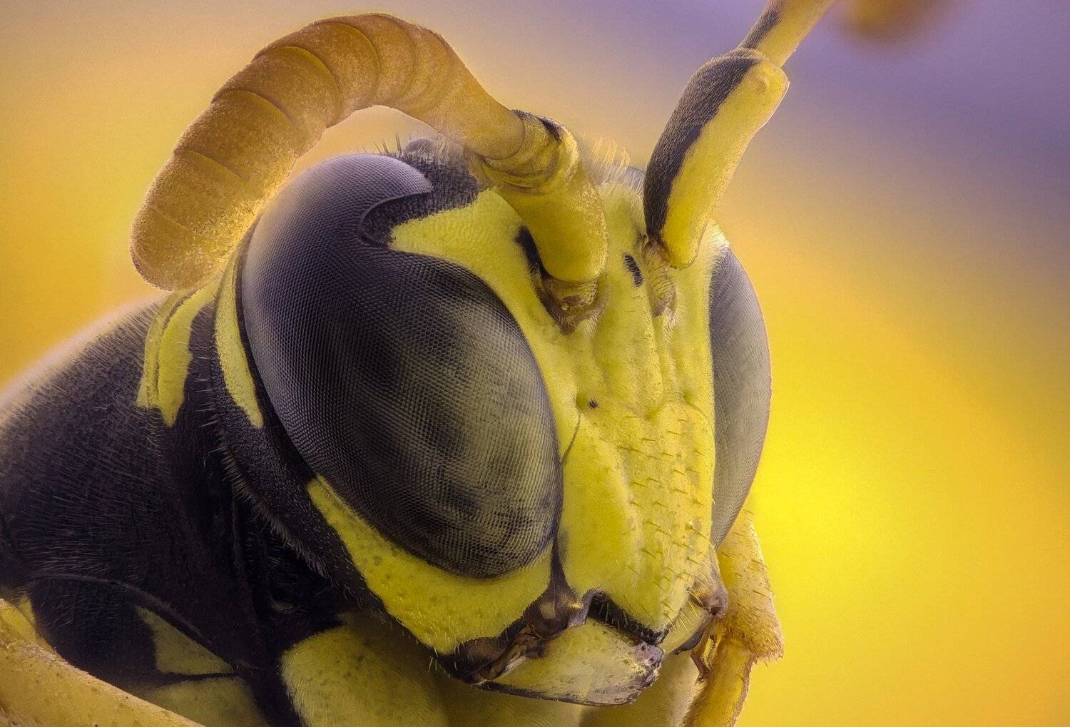 ceclii, macro, extrememacro, Tsvetan Ganev