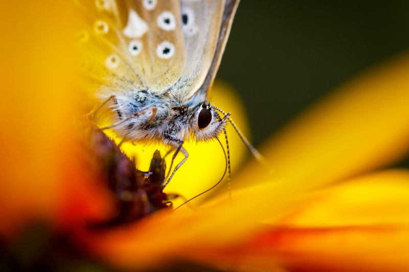 Макропортфолио фото превью