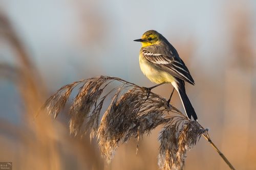 Citrine wagtail