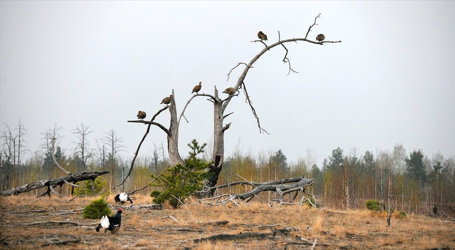 , Kantsyrenko Sergey