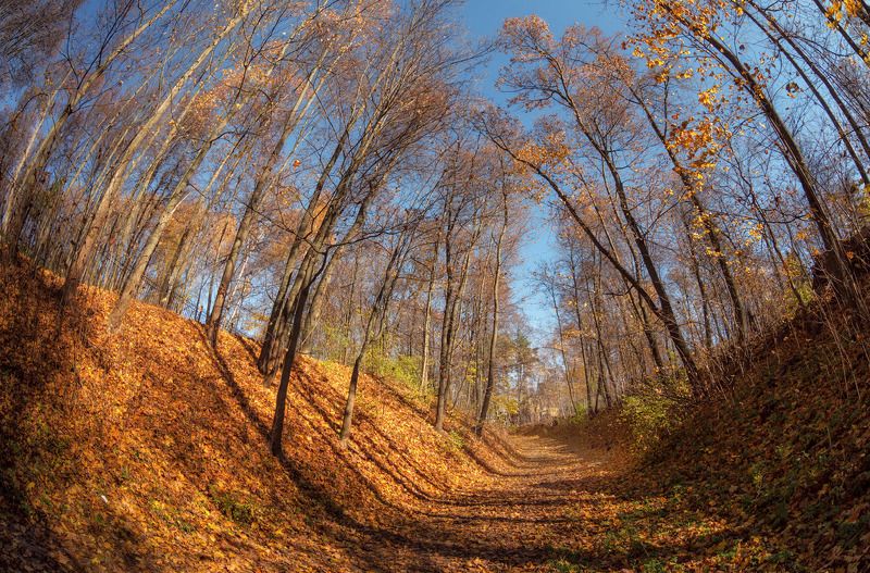 Последние листья фото превью