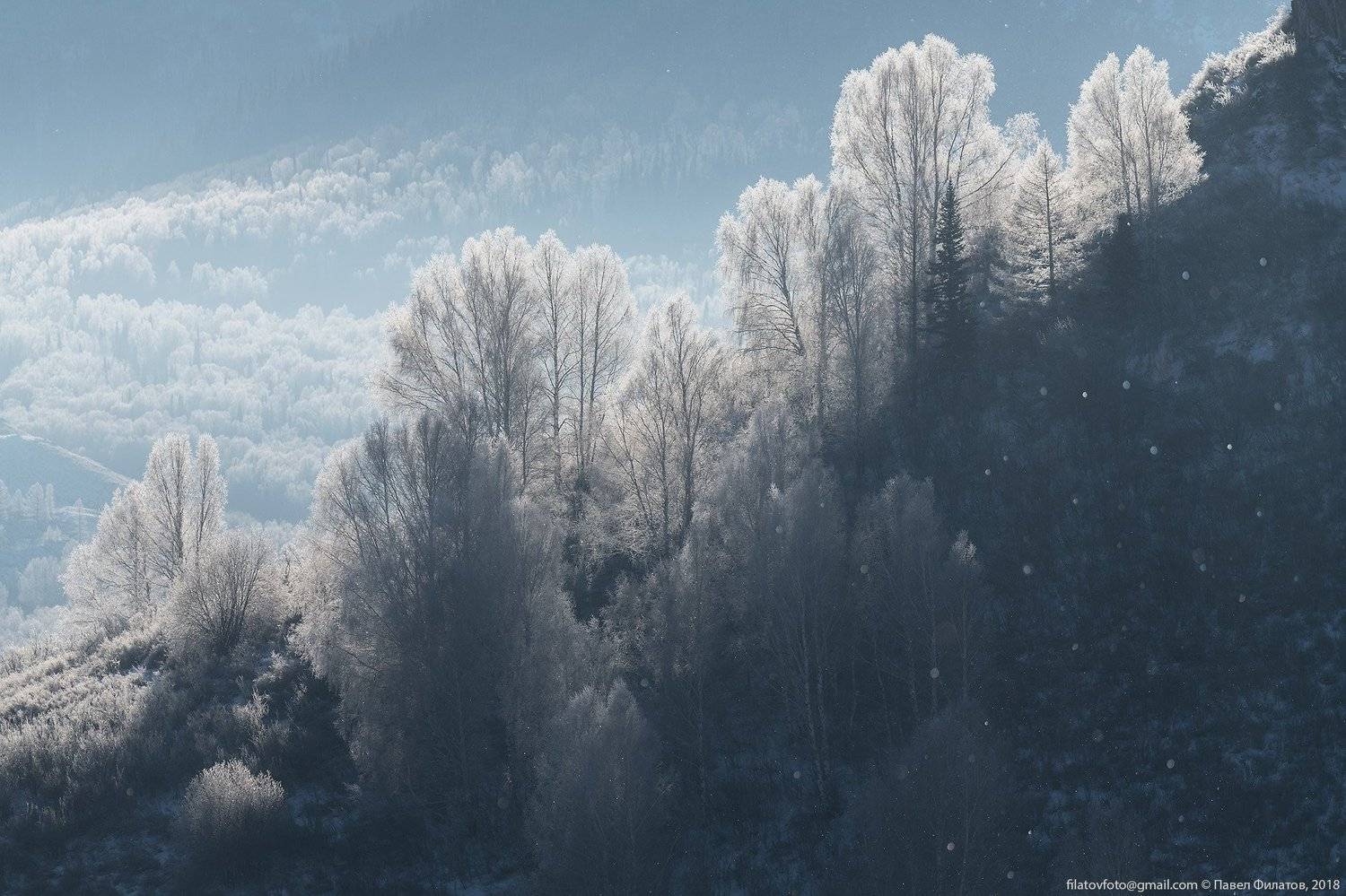 алтай, сибирь, тигирек, алтайский край, иней, березы, зима, Павел Филатов