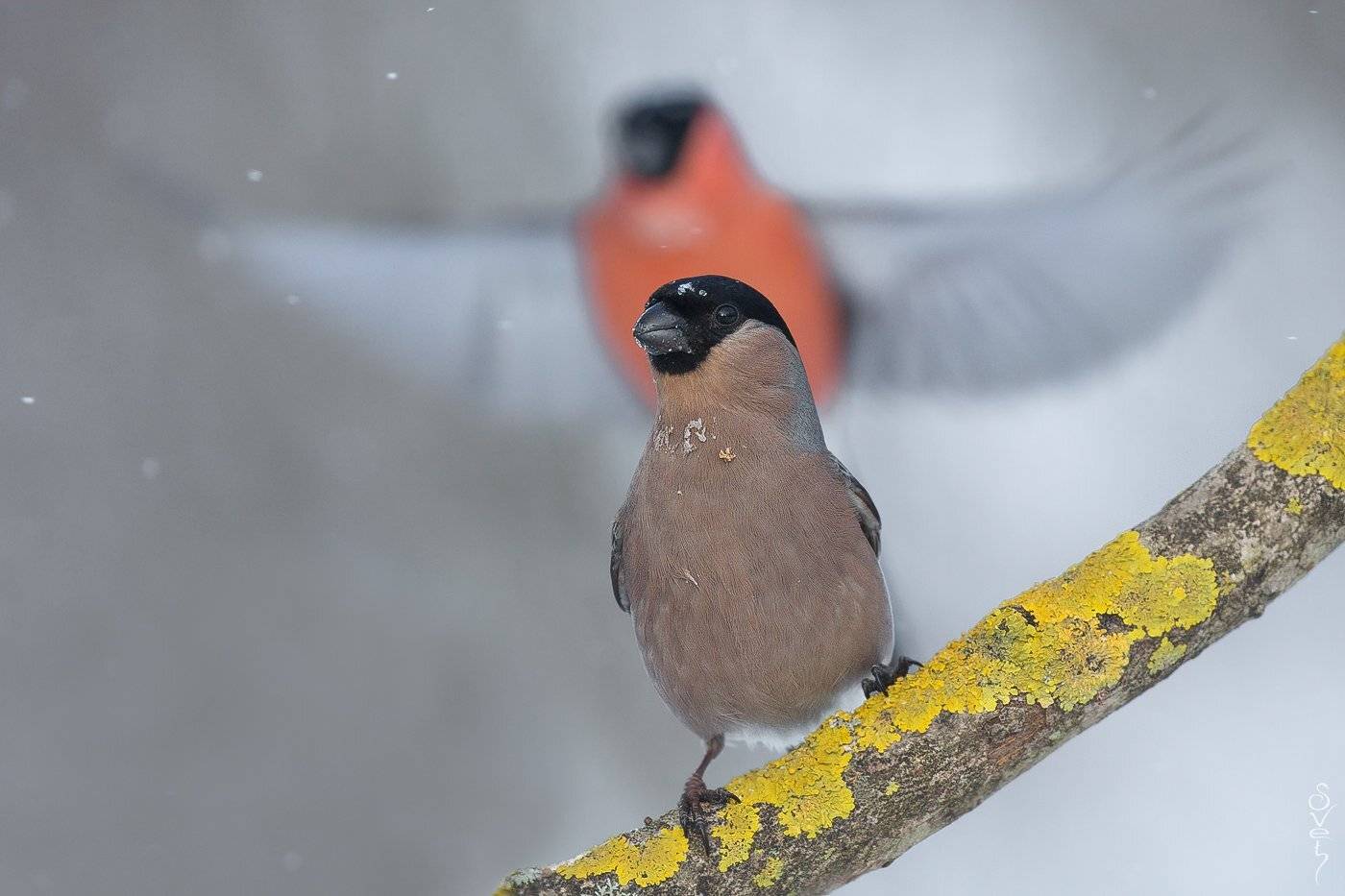 снегирь, Байбекова Светлана