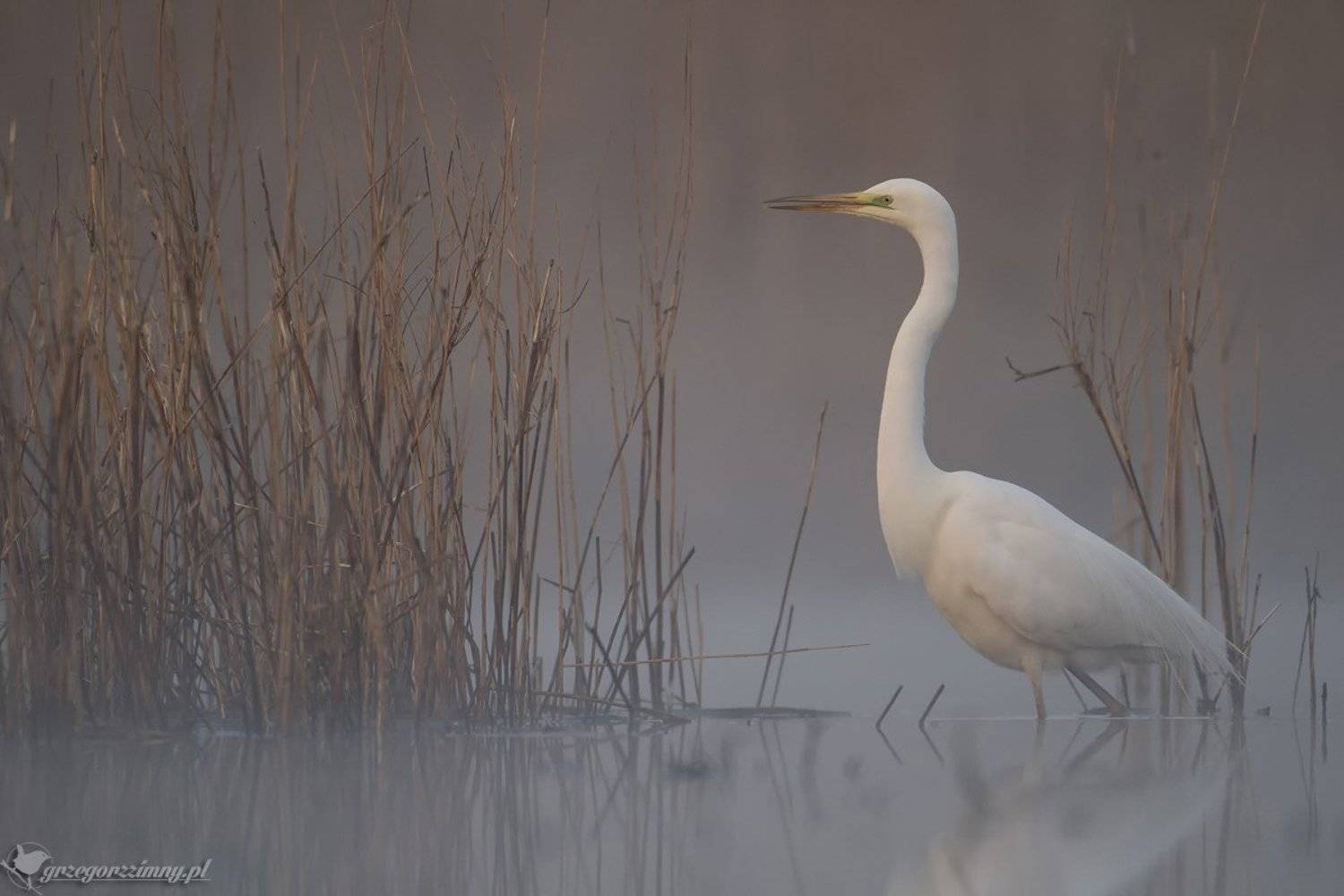 great egret, mist, sunrise, pond, nature, wildlife, morning, Grzegorz Zimny