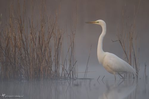 Great Egret