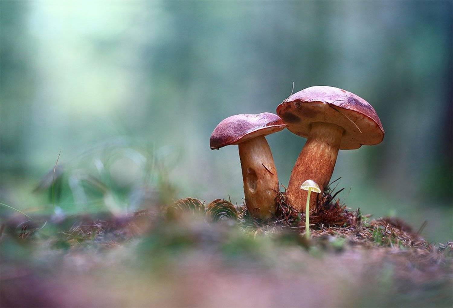 Грибы,осень,лес,хвоя,шишки., Виктор Шнайдер