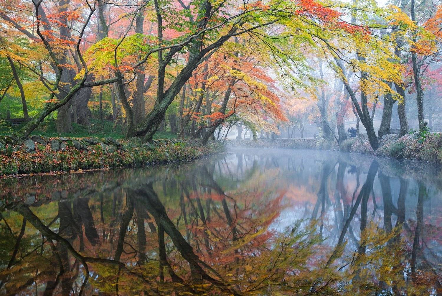 foliage, mysterious, autumn,  reflection, Jaeyoun Ryu