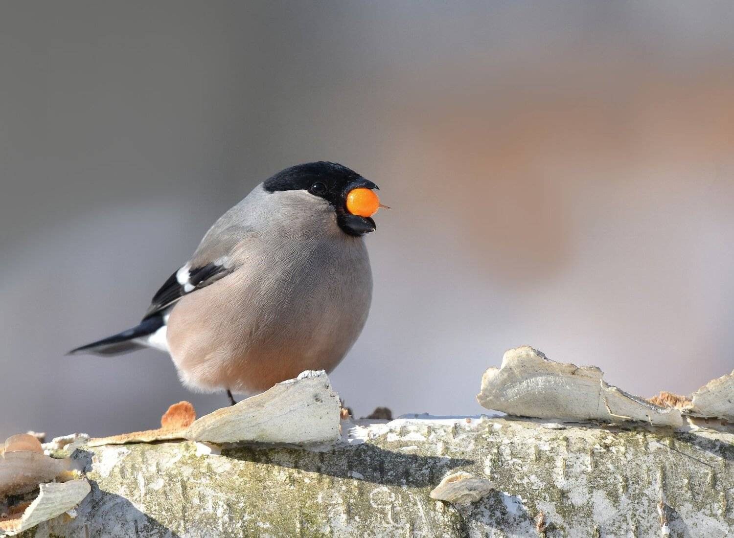 птицы,природа,зима,, Андрей Киселёв