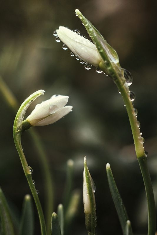 подснежник первоцветы весна Первоцветы фото превью