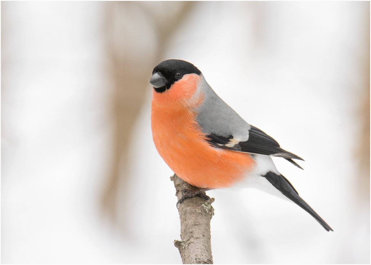 , Валерий Субачев
