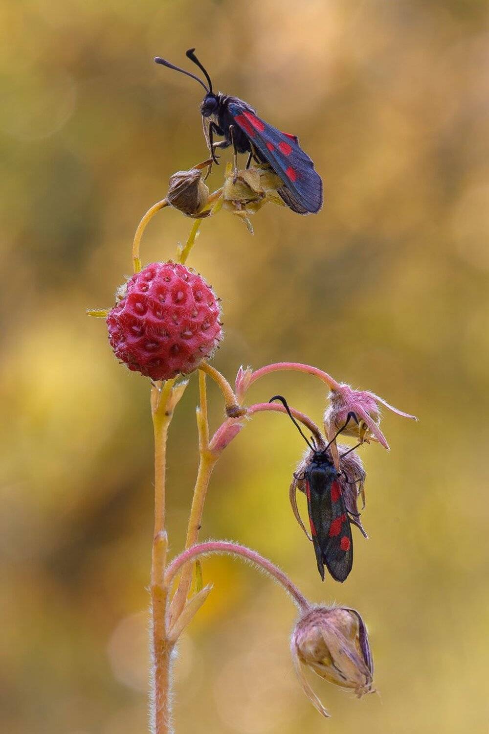 , Кузнецов Дмитрий