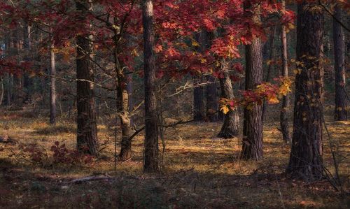 Red Autumn