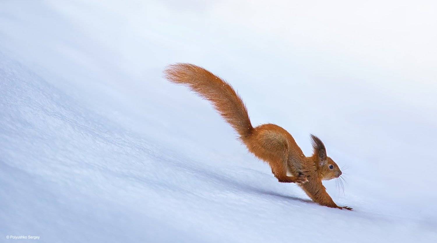 белка, Полюшко Сергей