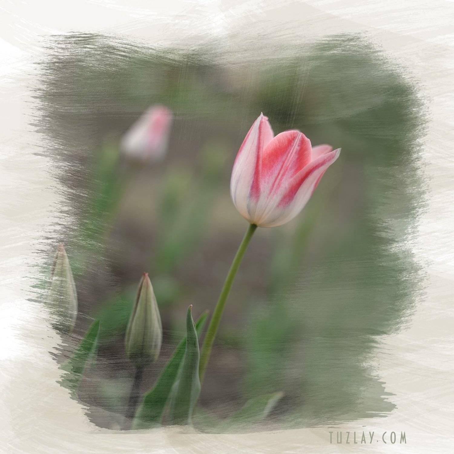 тюльпаны, апрель, холст, Владимир Тузлай