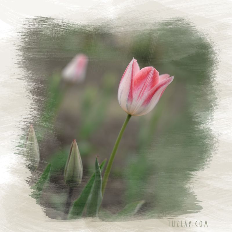 тюльпаны, апрель, холст Еще вот такой вот квадратик с тюльпаном в стиле «...» фото превью