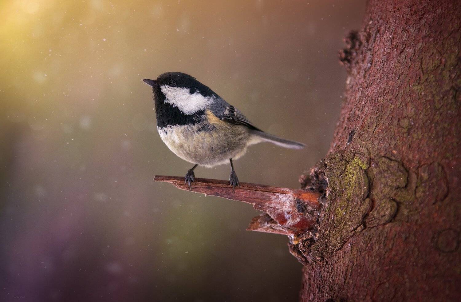 природа, лес, животные, птицы, Дмитрий Посевич