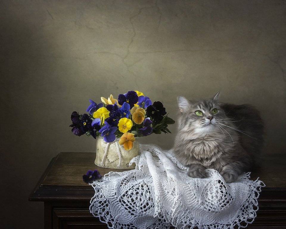 домашние животные, кошки, кошка Масяня, анютины глазки, кружева, Ирина Приходько